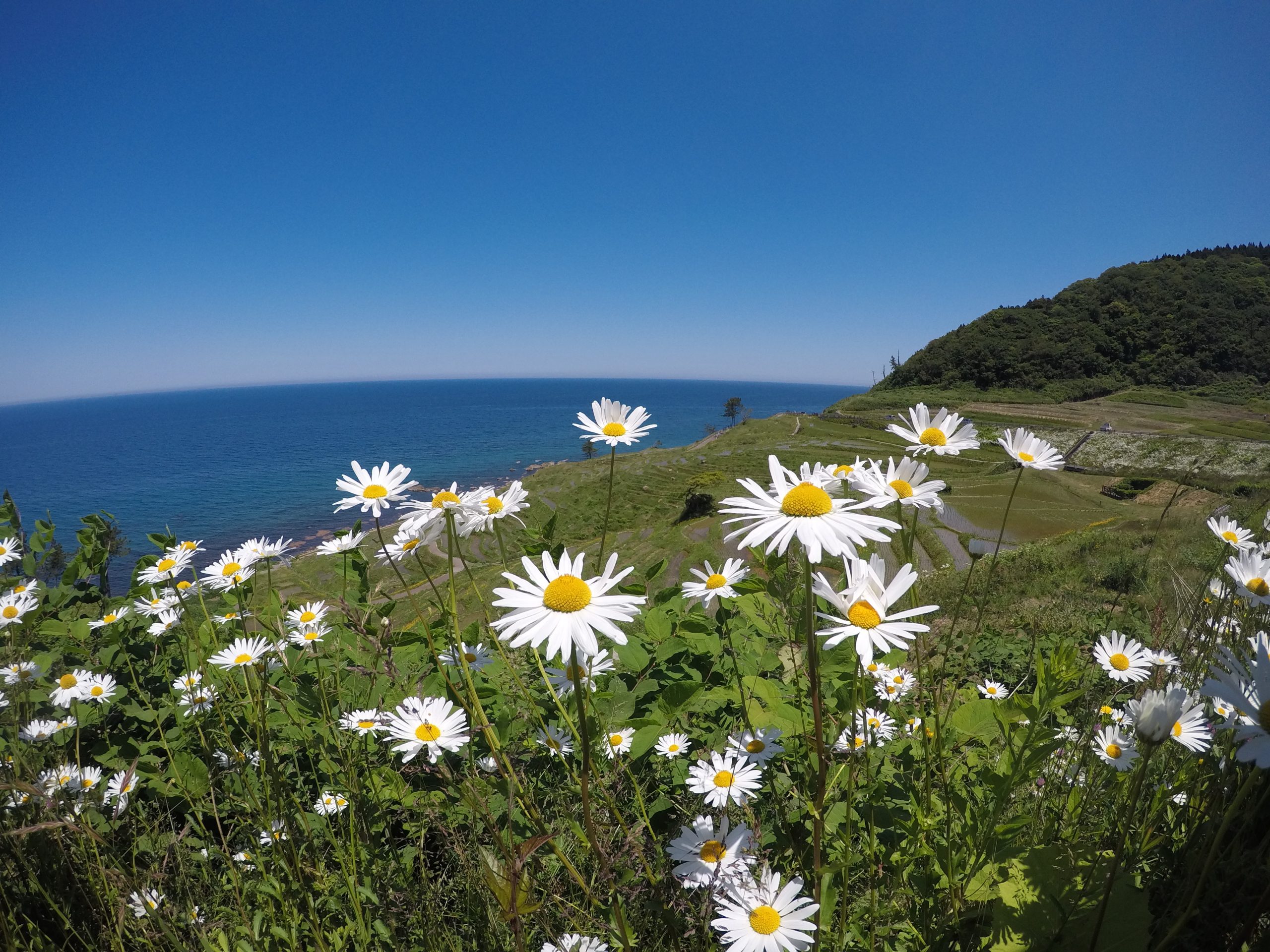 白米千枚田のフランスギク（花言葉は 忍耐・寛容・寛大・悲哀・無実