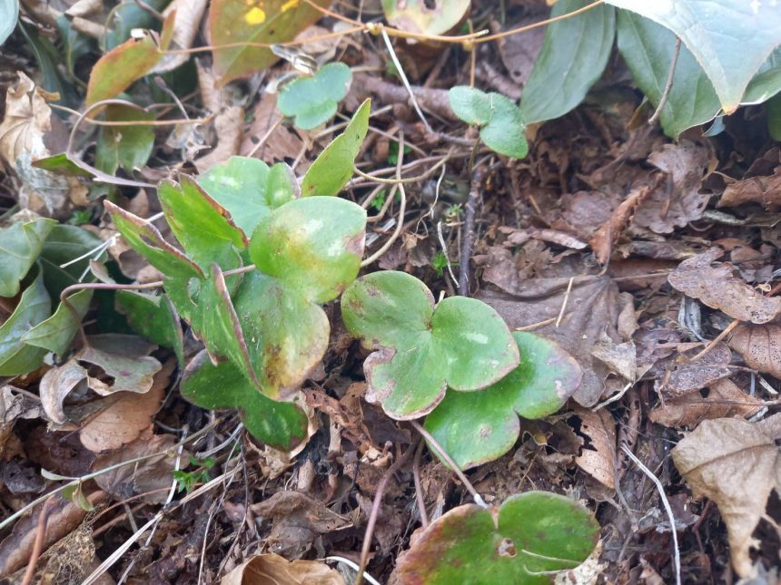 雪割草開花情報 3月11日現在【つぼみ】 | わじまつづり